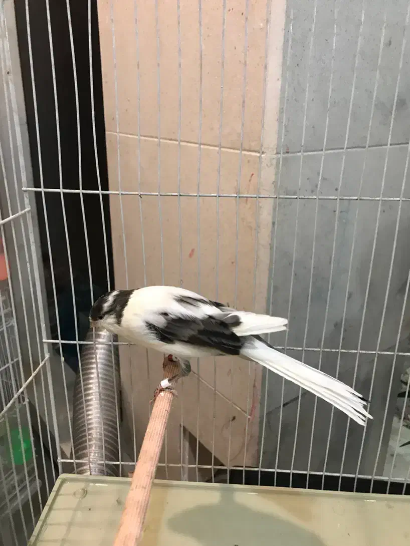 قناری کشیده بلند ،رسمی،موزایکی|پرنده|مشهد, هفت تیر (آب و برق)|دیوار