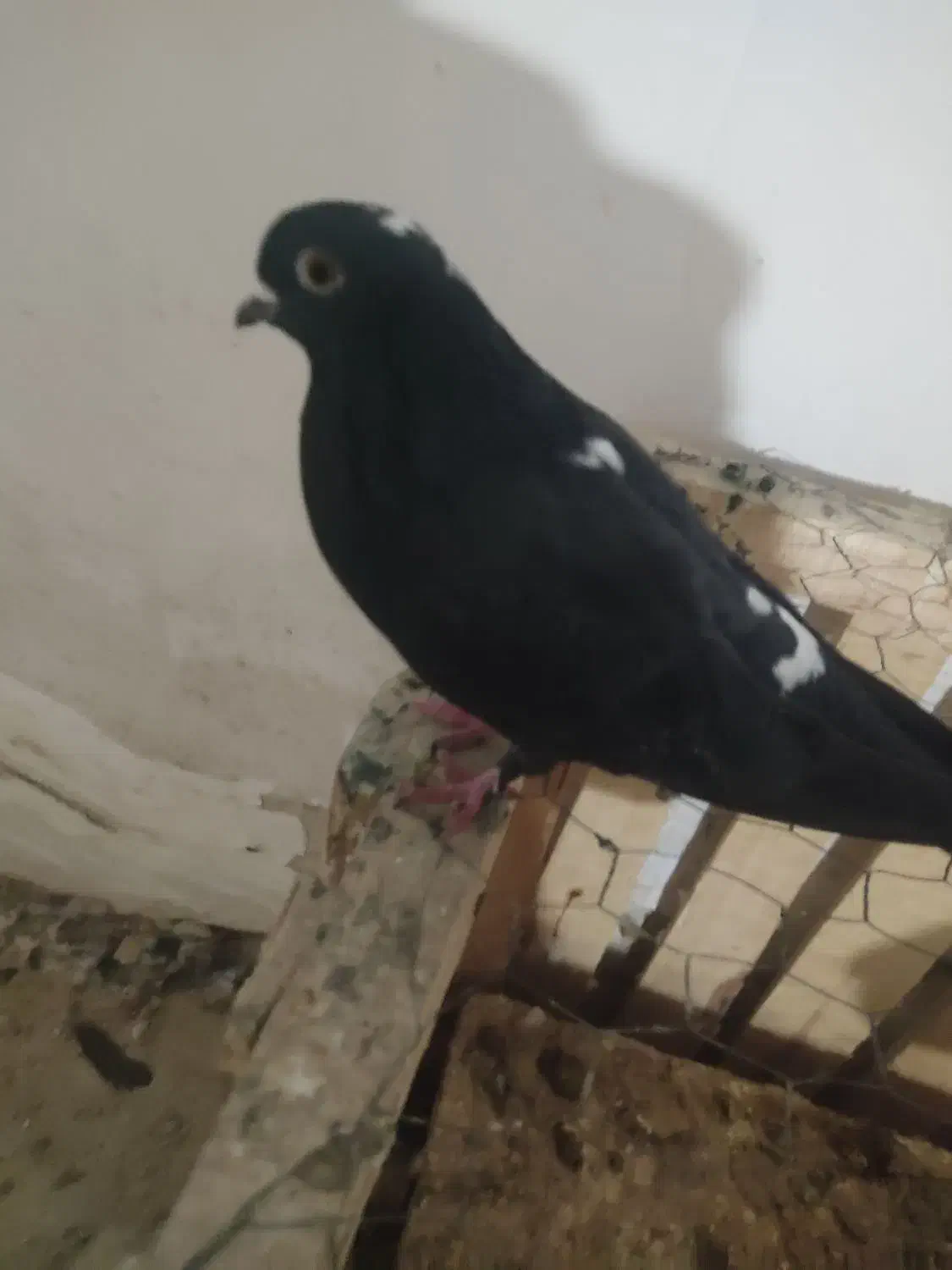 سیاه.نر.|حراج|میاندوآب, |دیوار