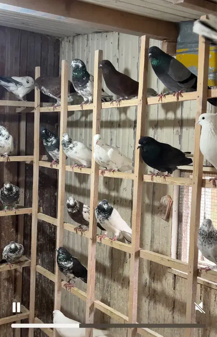 کبوتر|پرنده|رشت, استادسرا|دیوار