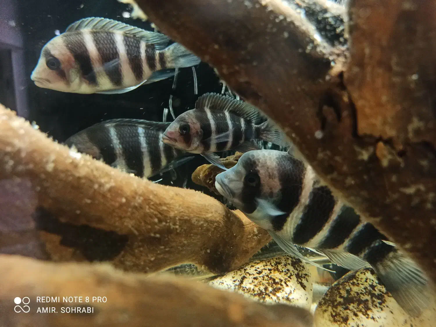 ماهی آکواریومی فرانتوزا|ماهی|تهران, قصر فیروزه ۲|دیوار