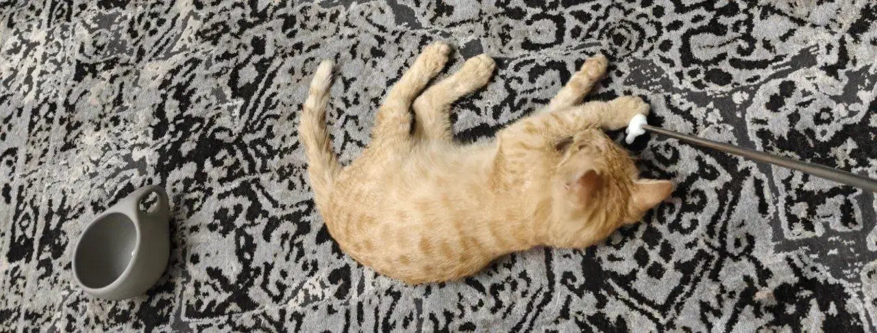 واگذاری گربه دو ماهه|گربه|تهران, المهدی|دیوار