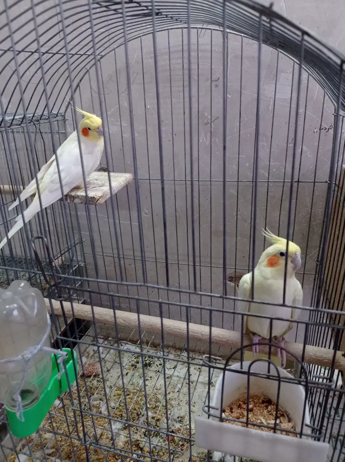 عروس هلندی مولد با چهار جوجه معاوضه با گیرینچیک|پرنده|خمینی‌شهر, |دیوار