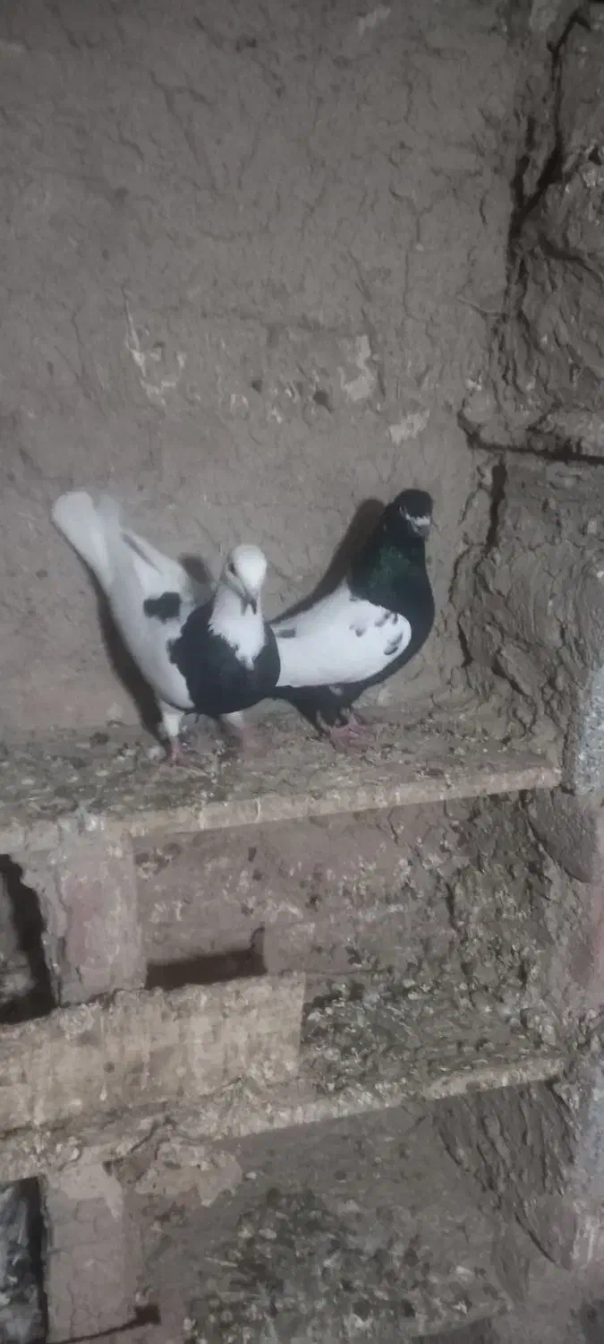 سینه سیاه نرپیس ککیل وکلفه ماده|پرنده|نمین, |دیوار