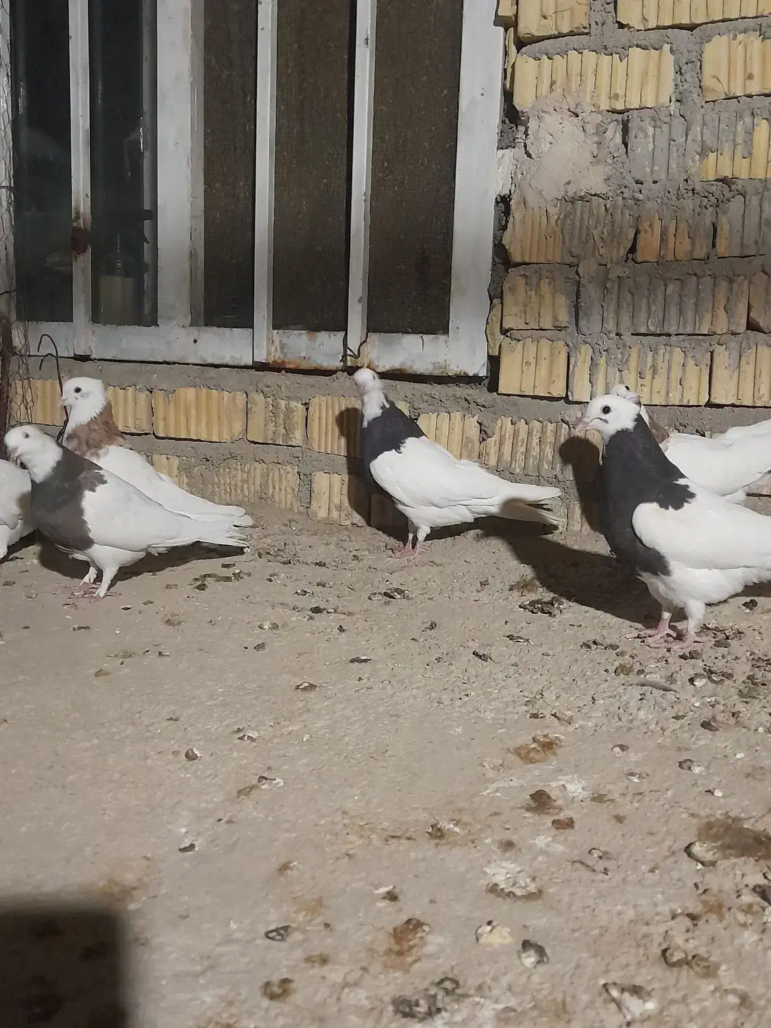 کفتر طوقی بیضا|پرنده|شیراز, گویم|دیوار