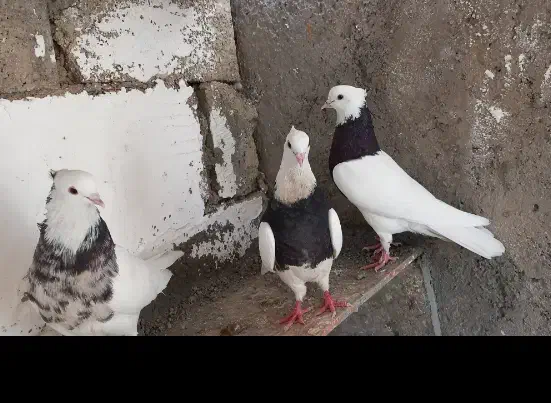 طوقی|پرنده|جم, |دیوار