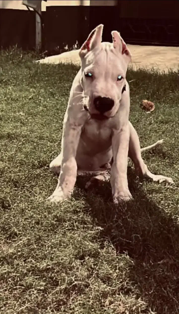 دوگو آرژانتینو|سگ|تهران, فرمانیه|دیوار