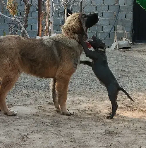 سگ واگذاری|سگ|قرچک, پویینک|دیوار