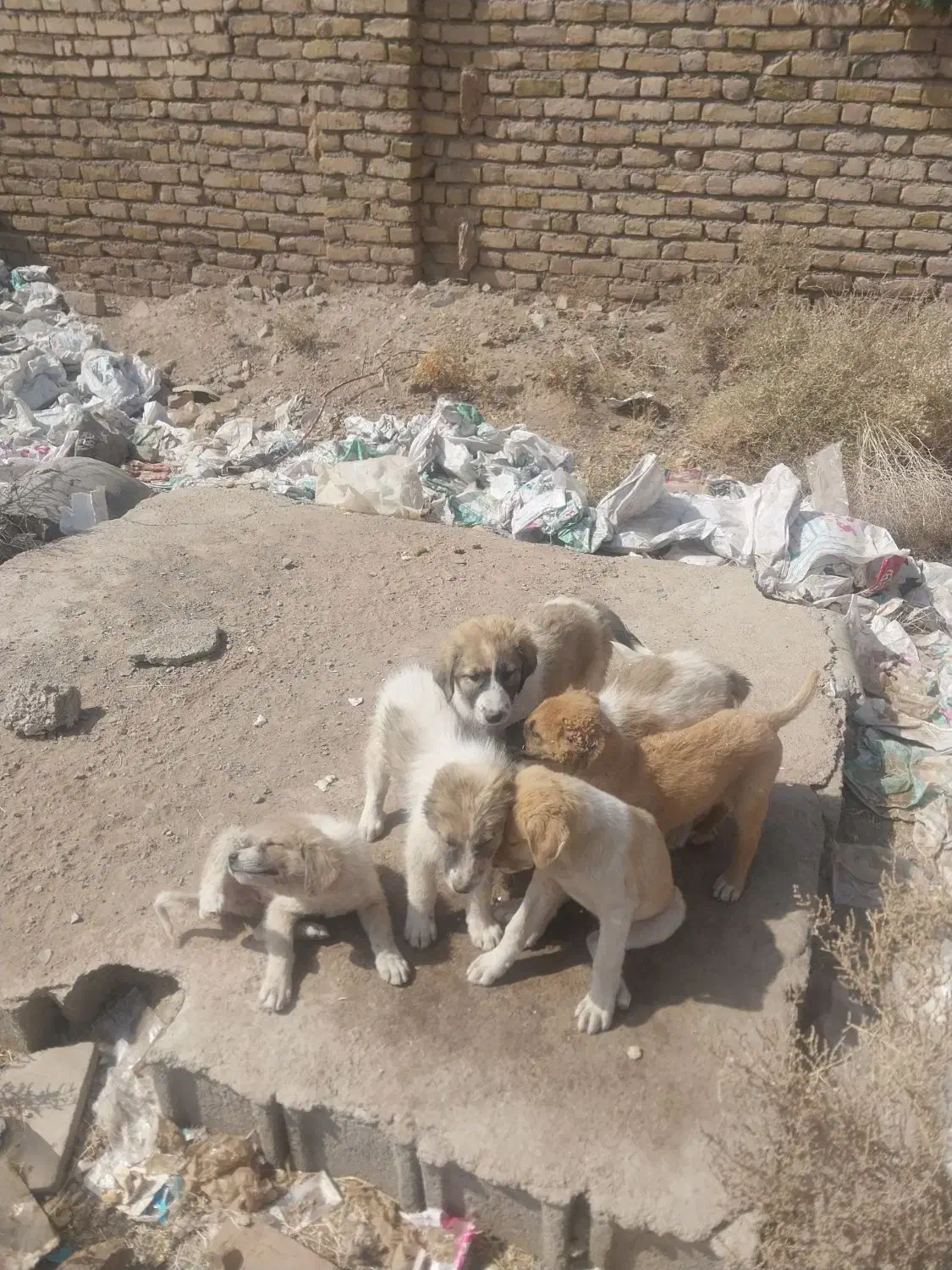 توله سگ نگهبان|سگ|رشتخوار, |دیوار