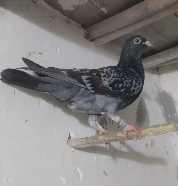 کفتر پرشی|پرنده|راز وجرگلان, |دیوار