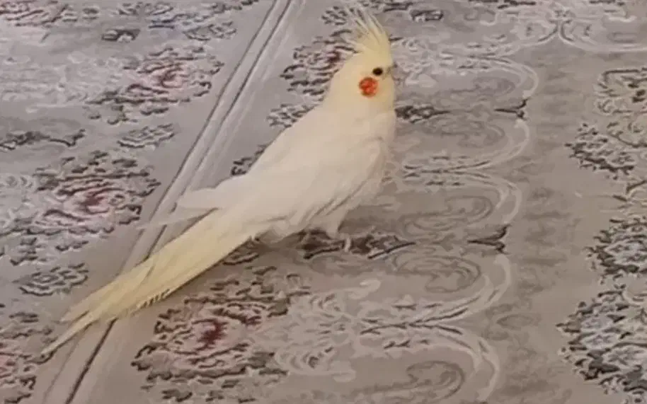 گمشده|حیوانات|اردبیل, |دیوار