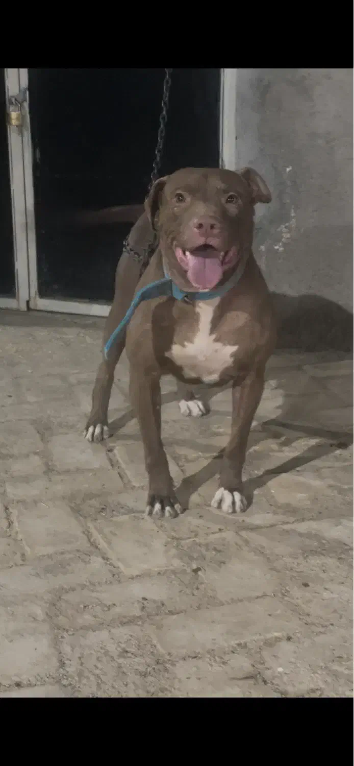 پیتبول ماده|سگ|یزد, |دیوار