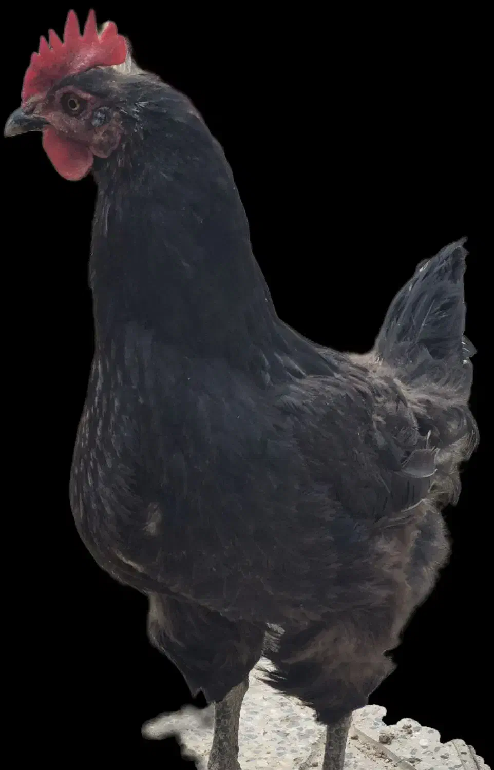 دو عدد خروس زیبا، هیکلی ومرغ جمع کن ویک مرغ بلک کپ|حیوانات مزرعه|فولادشهر, B1|دیوار