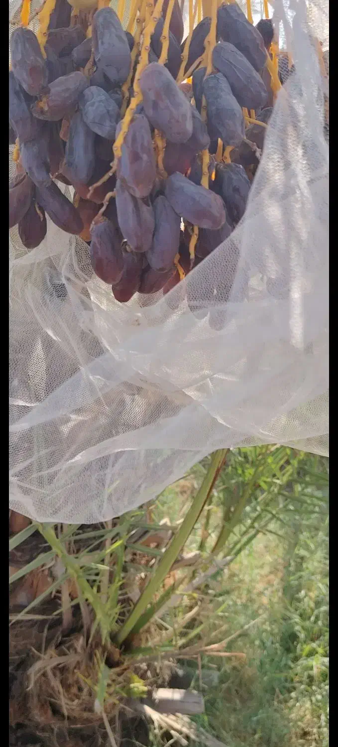 فسیل(پاجوش) سیاه بیزو|گل و گیاه طبیعی|حاجی آباد, |دیوار