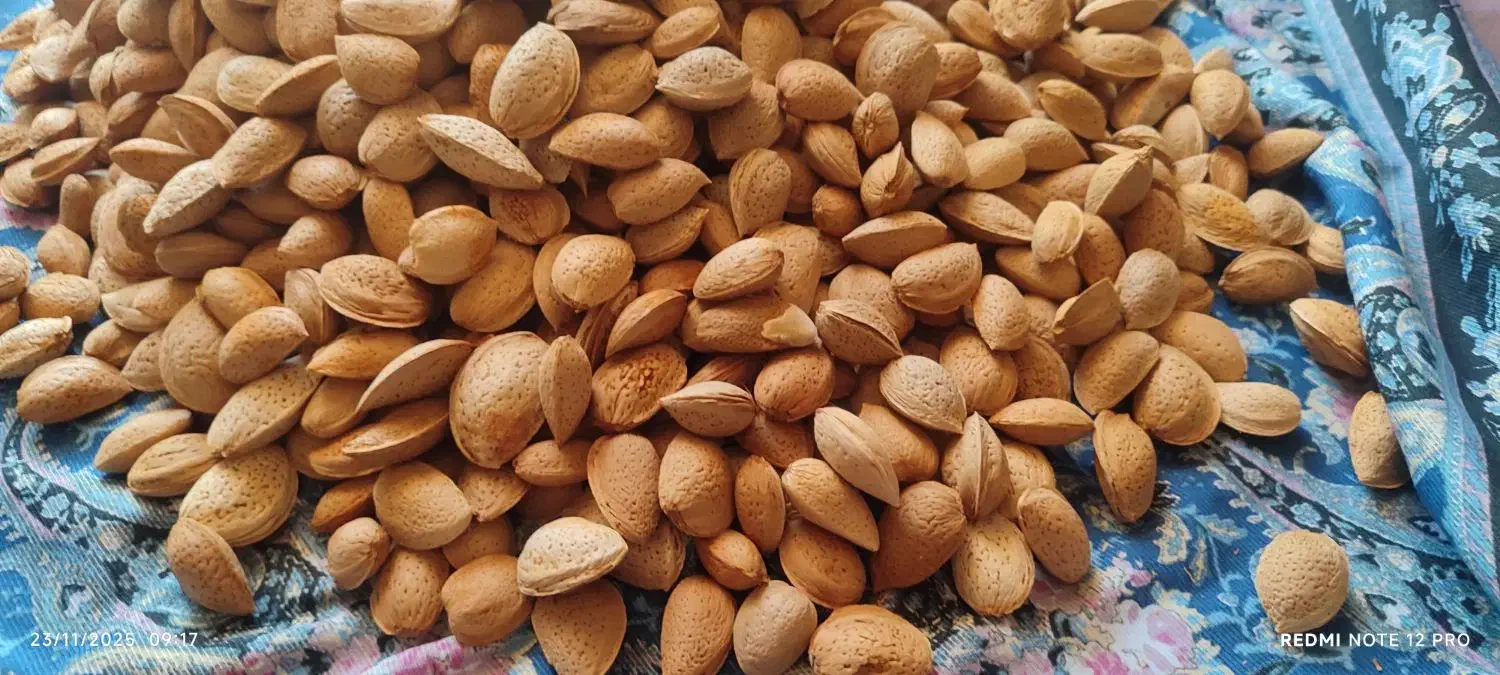 بادام درختی|خوردنی و آشامیدنی|جیرفت, |دیوار