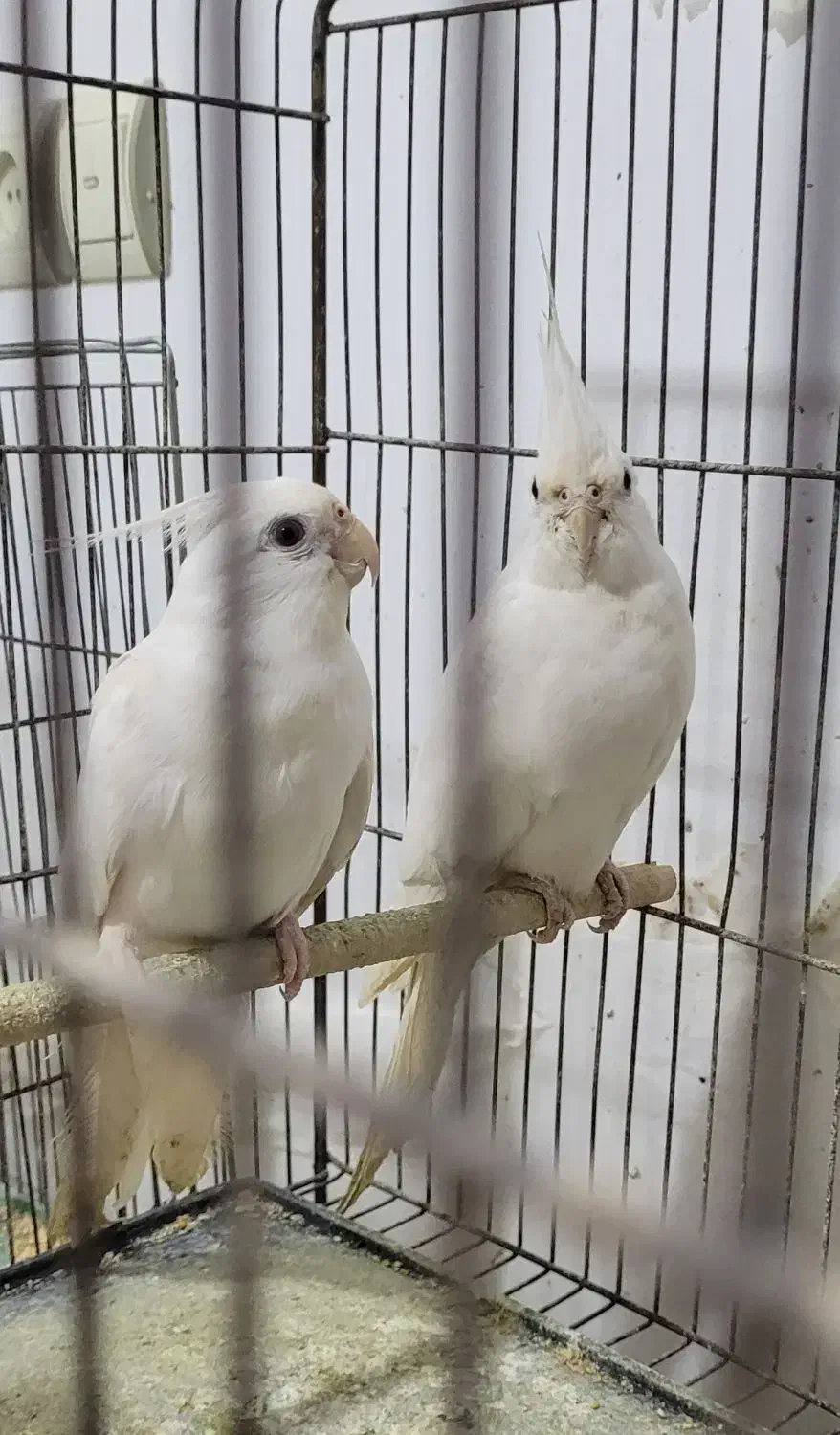 عروس هلندی البینو|پرنده|گلوگاه, |دیوار