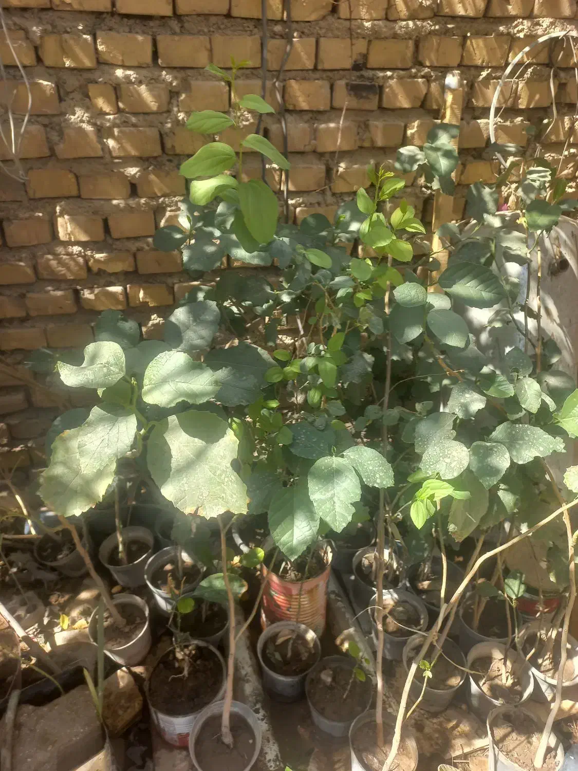 گل و گیاه|گل و گیاه طبیعی|خرمشهر, |دیوار