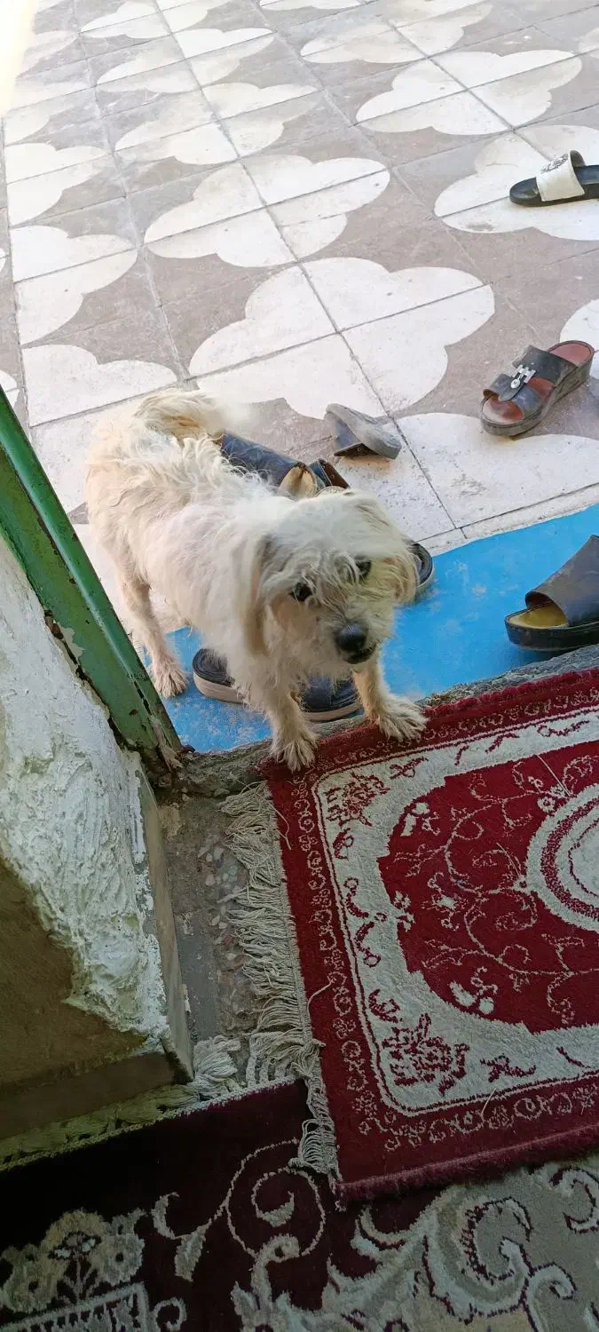 سگ باهوش|سگ|حاجی آباد, |دیوار