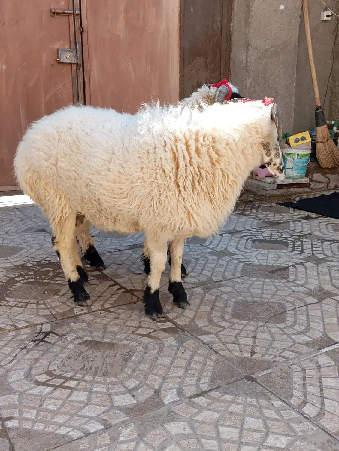 بره گوسفند وطنی چاق و چله|حیوانات مزرعه|زاهدان, |دیوار