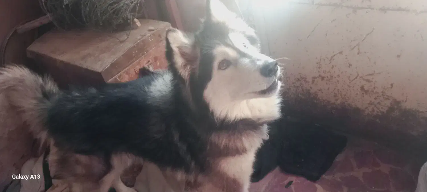 واگذاری سگ هاسکی|سگ|مراغه, |دیوار