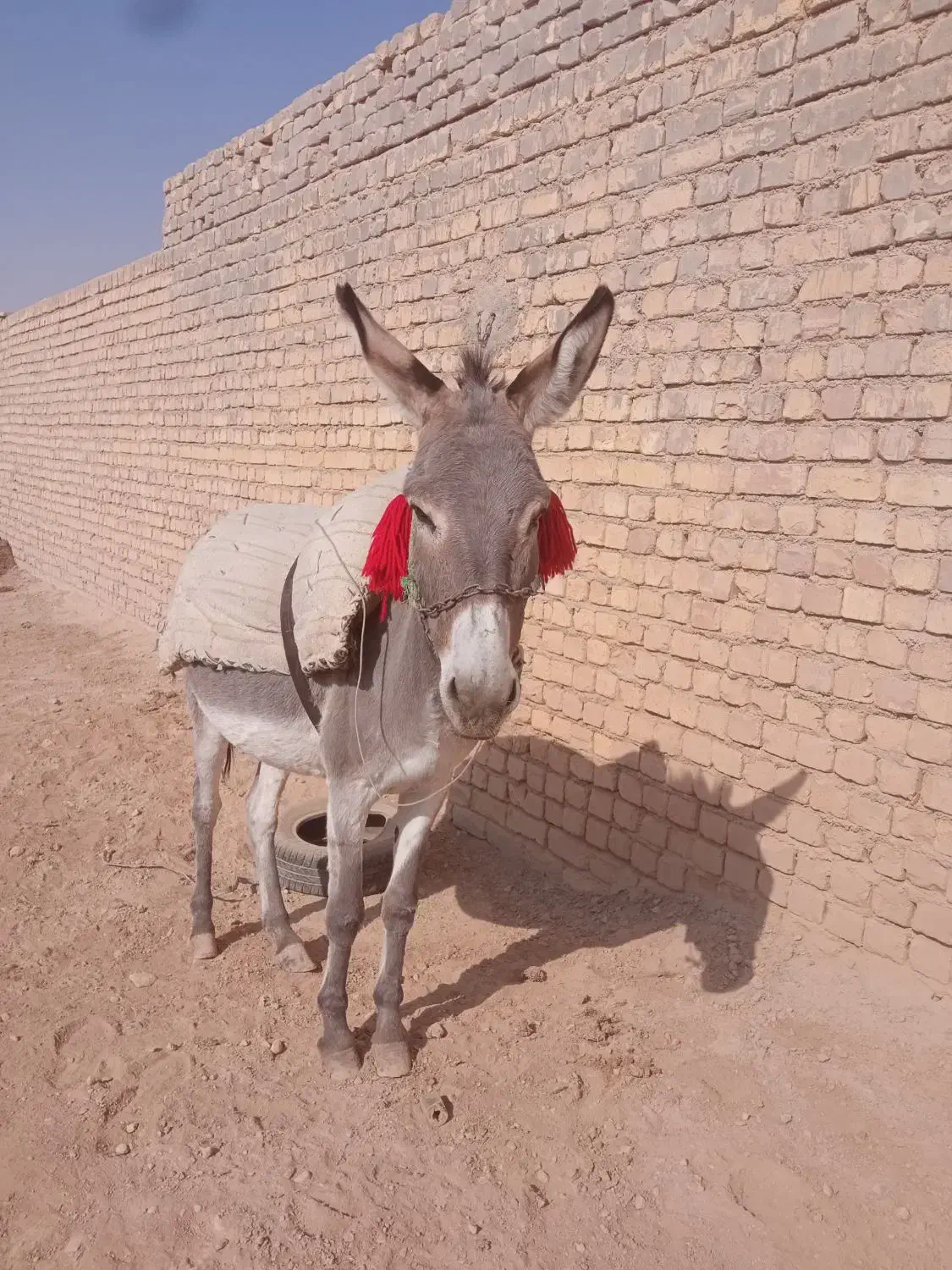 خر الاغ گله ای گوسفند|حیوانات مزرعه|برخوار, |دیوار