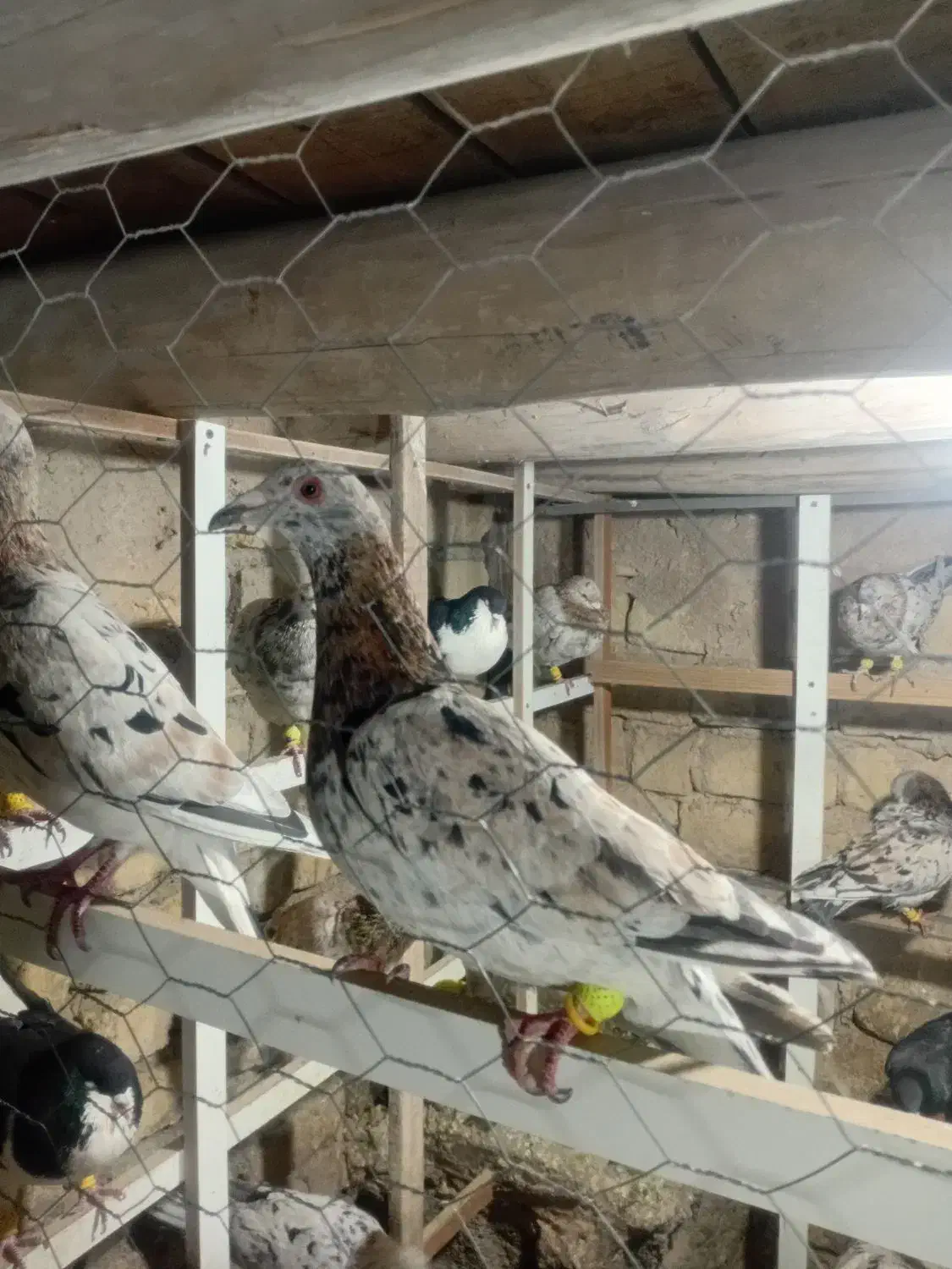 کبوتر|پرنده|ضیاء آباد, |دیوار