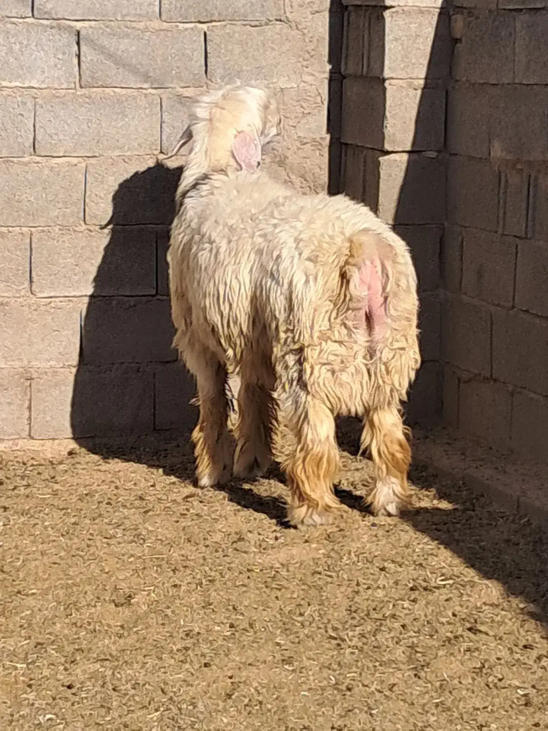 بره بذری عالی درجه ۱|حیوانات مزرعه|زرقان, |دیوار