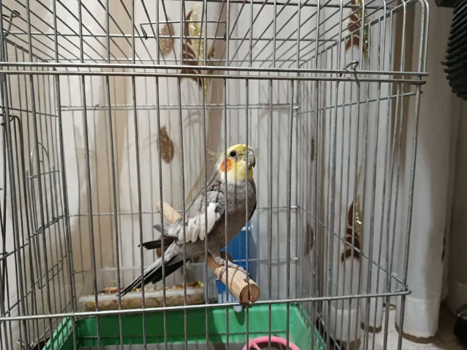 عروس هلندی|پرنده|ایوان, |دیوار