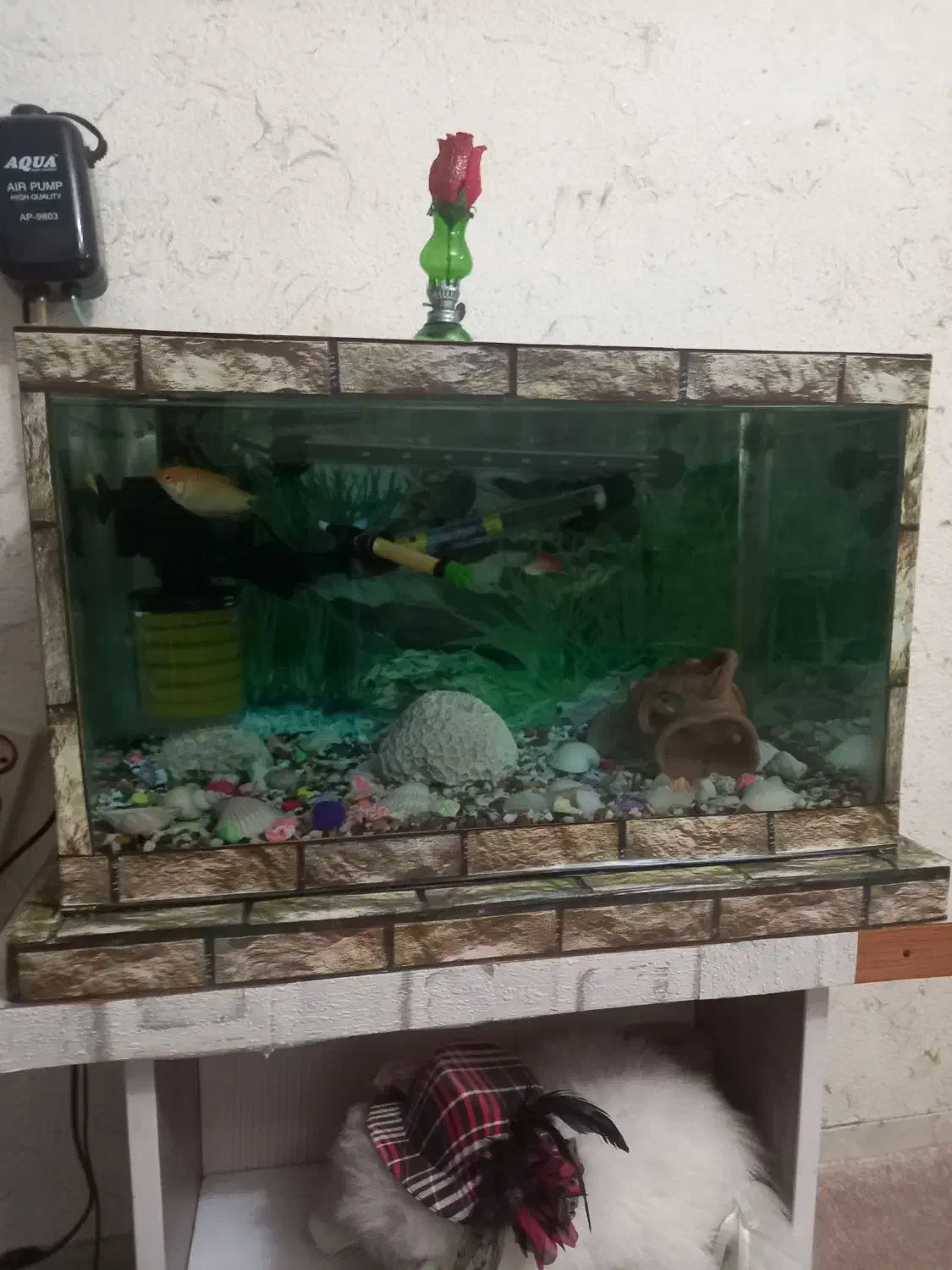 آکواریوم|ماهی|رشت, کوی فکوری|دیوار