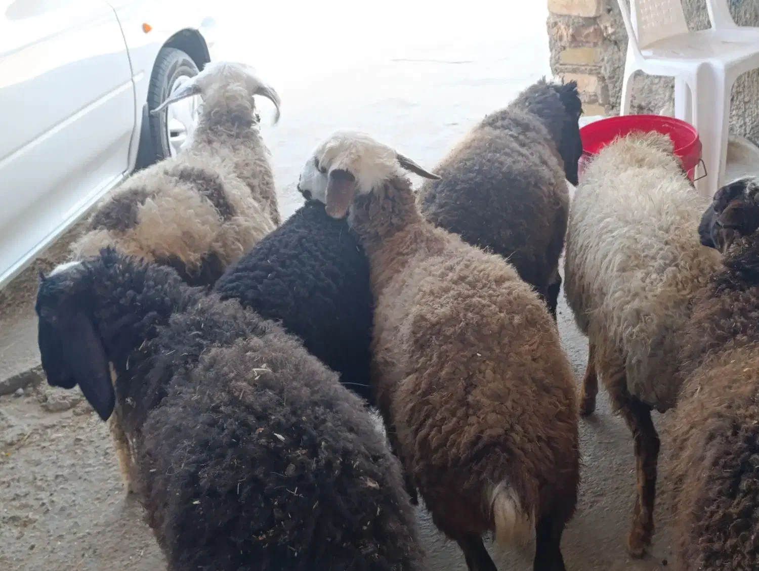 گوسفند7بره شیرمست نروماده|حیوانات مزرعه|کرج, خرمدشت|دیوار