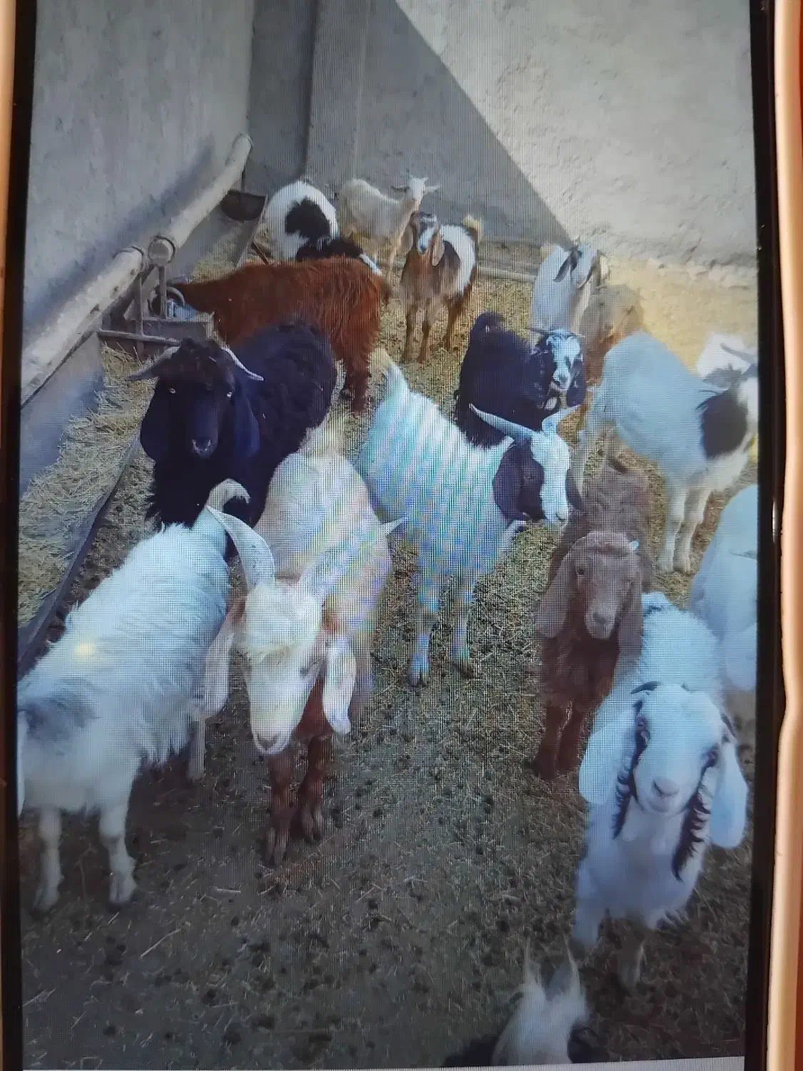 فروش ۲۰راس بزغاله نروماده ،جفتی ۴۵کیلو|حیوانات مزرعه|فرمهین, |دیوار