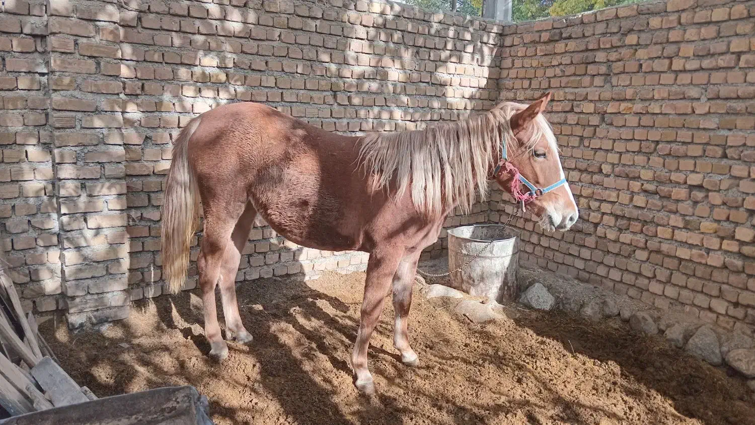 فروشی|اسب و تجهیزات اسبسواری|الشتر, |دیوار