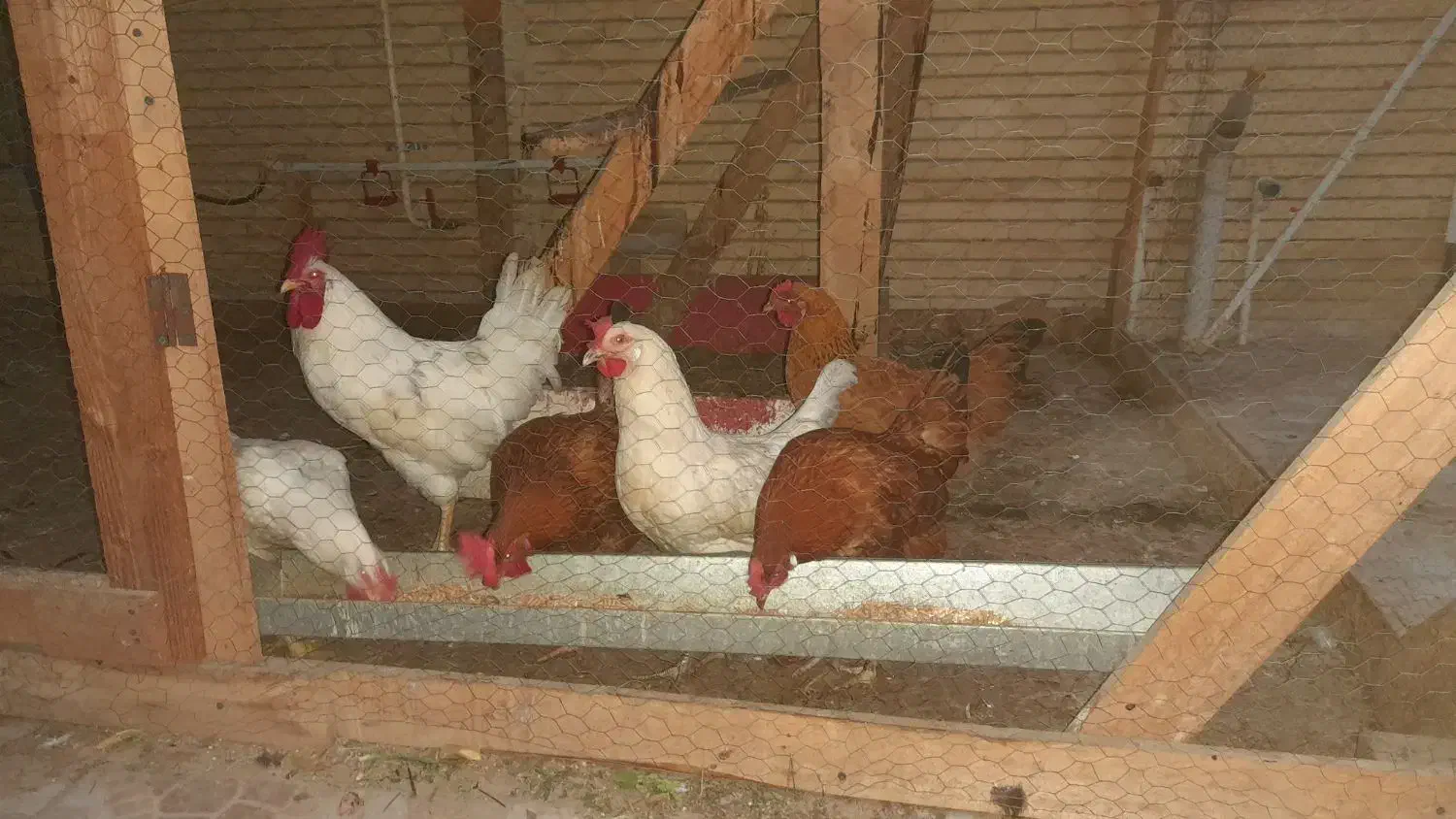 خروس سفید|حیوانات مزرعه|بندرعباس, |دیوار