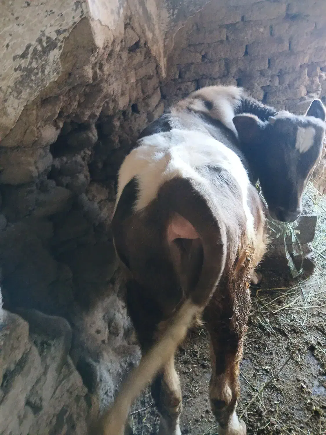 گوساله ۸ ماهه نر|حیوانات مزرعه|صومای برادوست, |دیوار