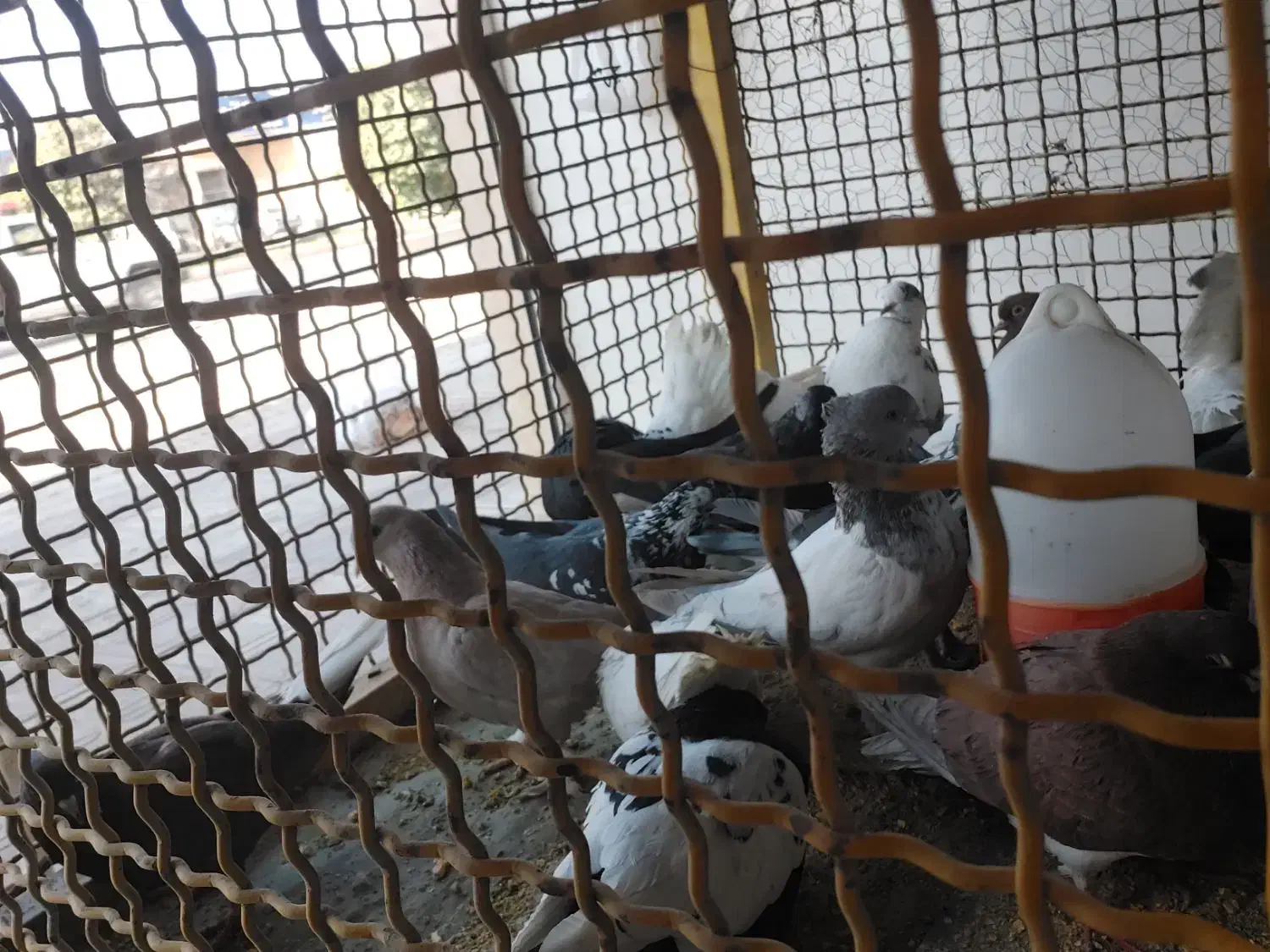 کفتر مخصوص کشت با پاک کردن رایگان دونه ۶۵|پرنده|کازرون, |دیوار