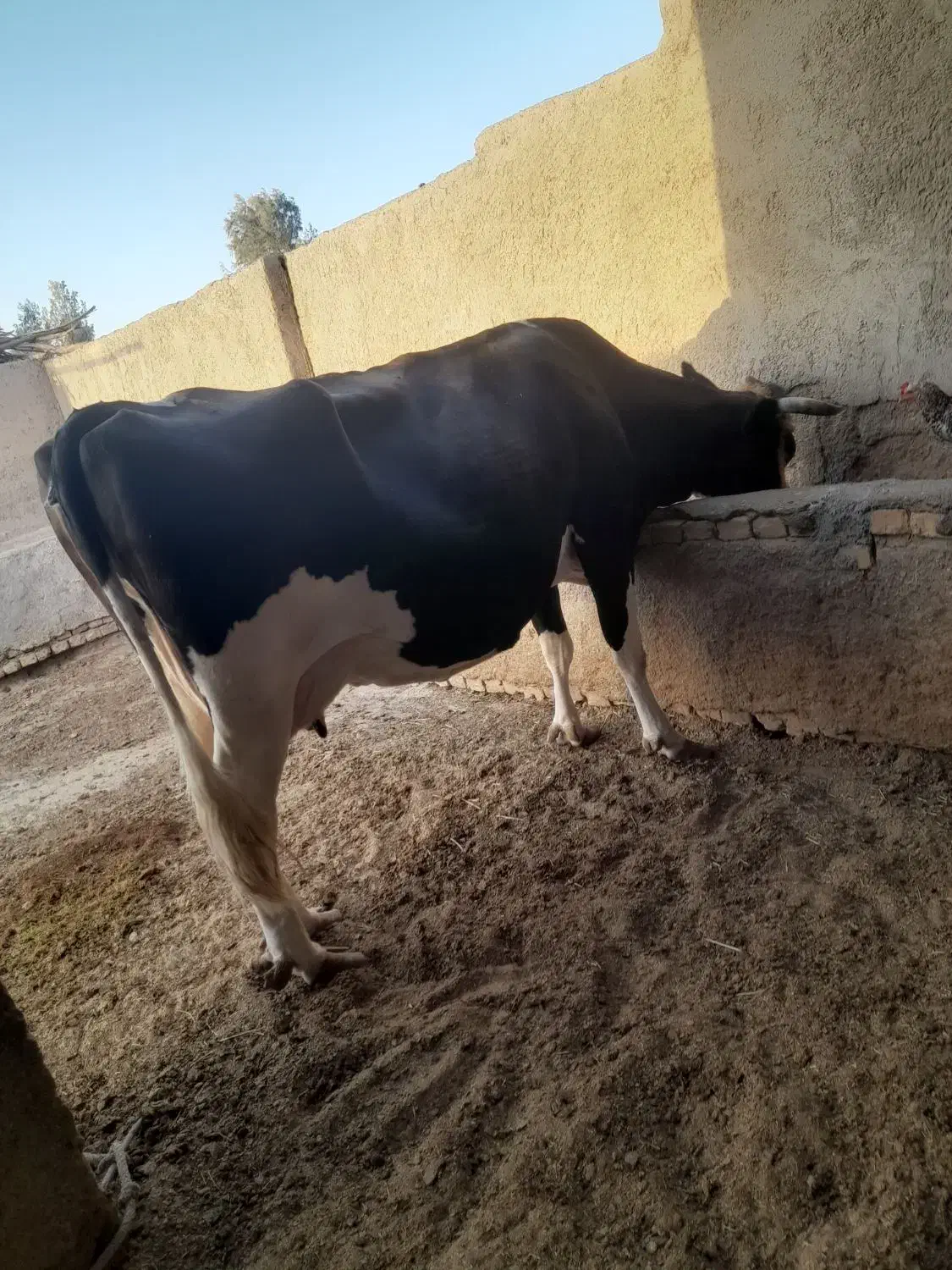 گاو شیری|حیوانات مزرعه|نیمروز, |دیوار
