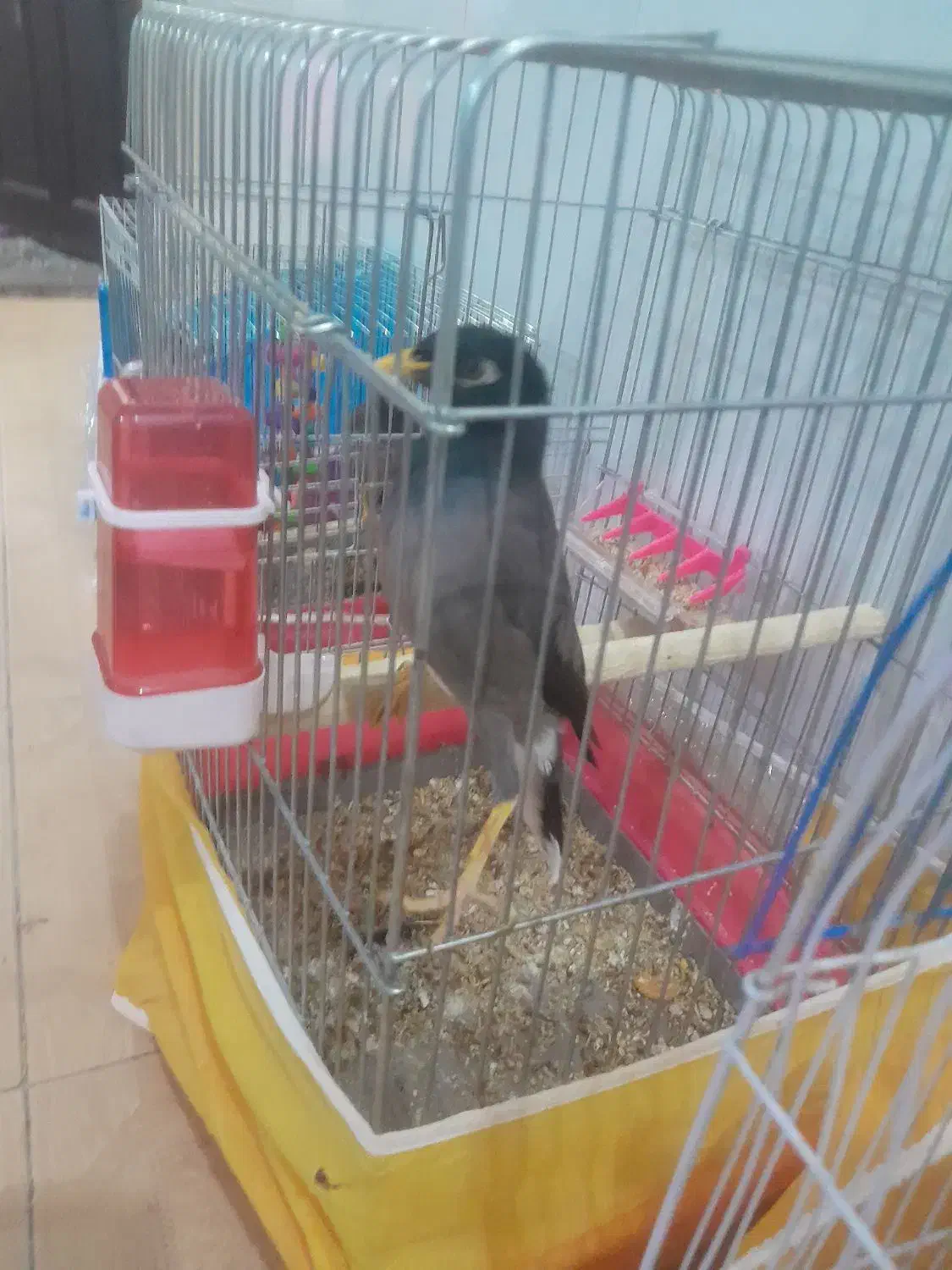 مینافول صحبتی|پرنده|تربتحیدریه, بیمارستان رازی|دیوار