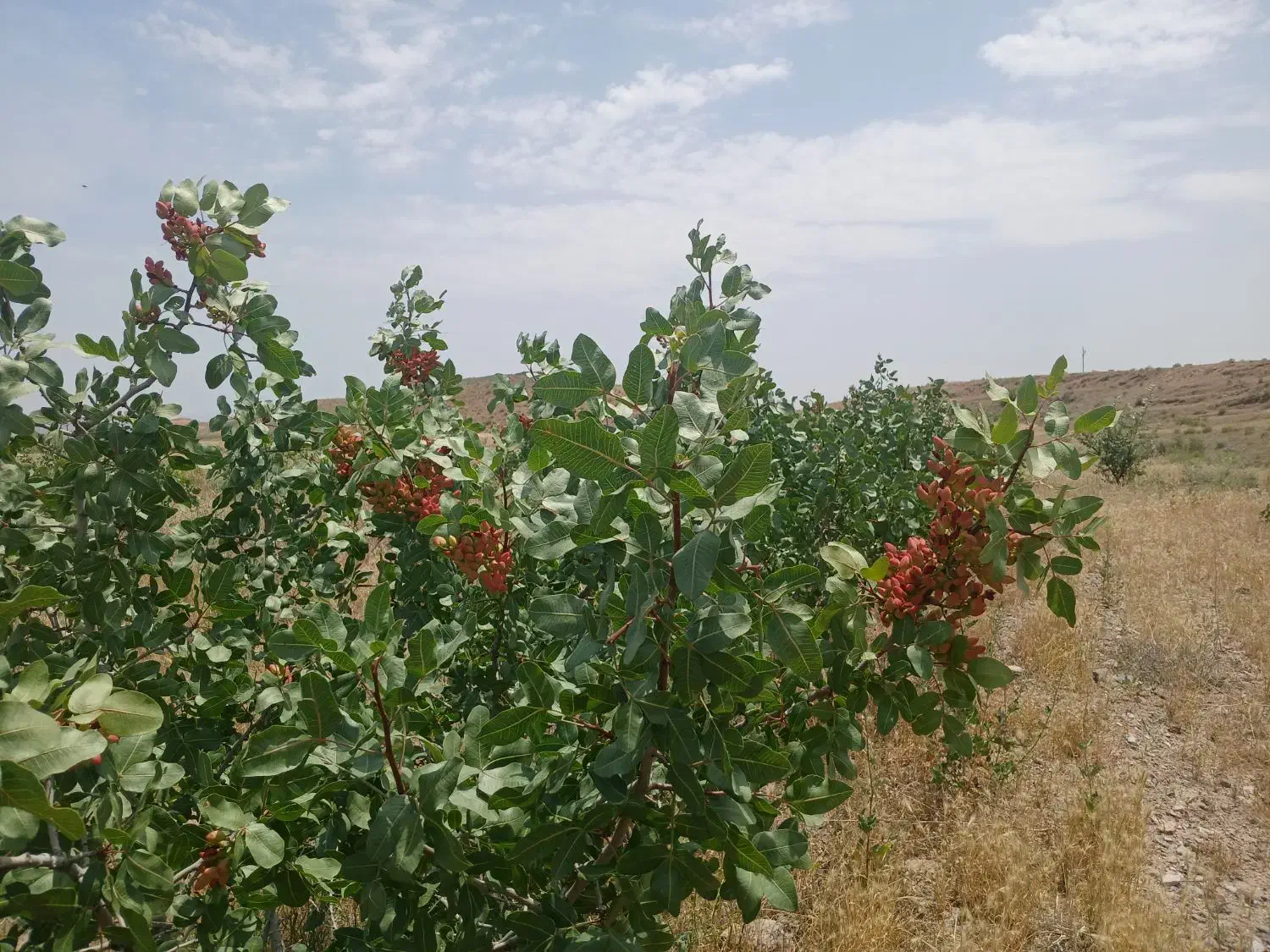 فروش باغ پسته|فروش خانه و ویلا|زنجانرود, |دیوار