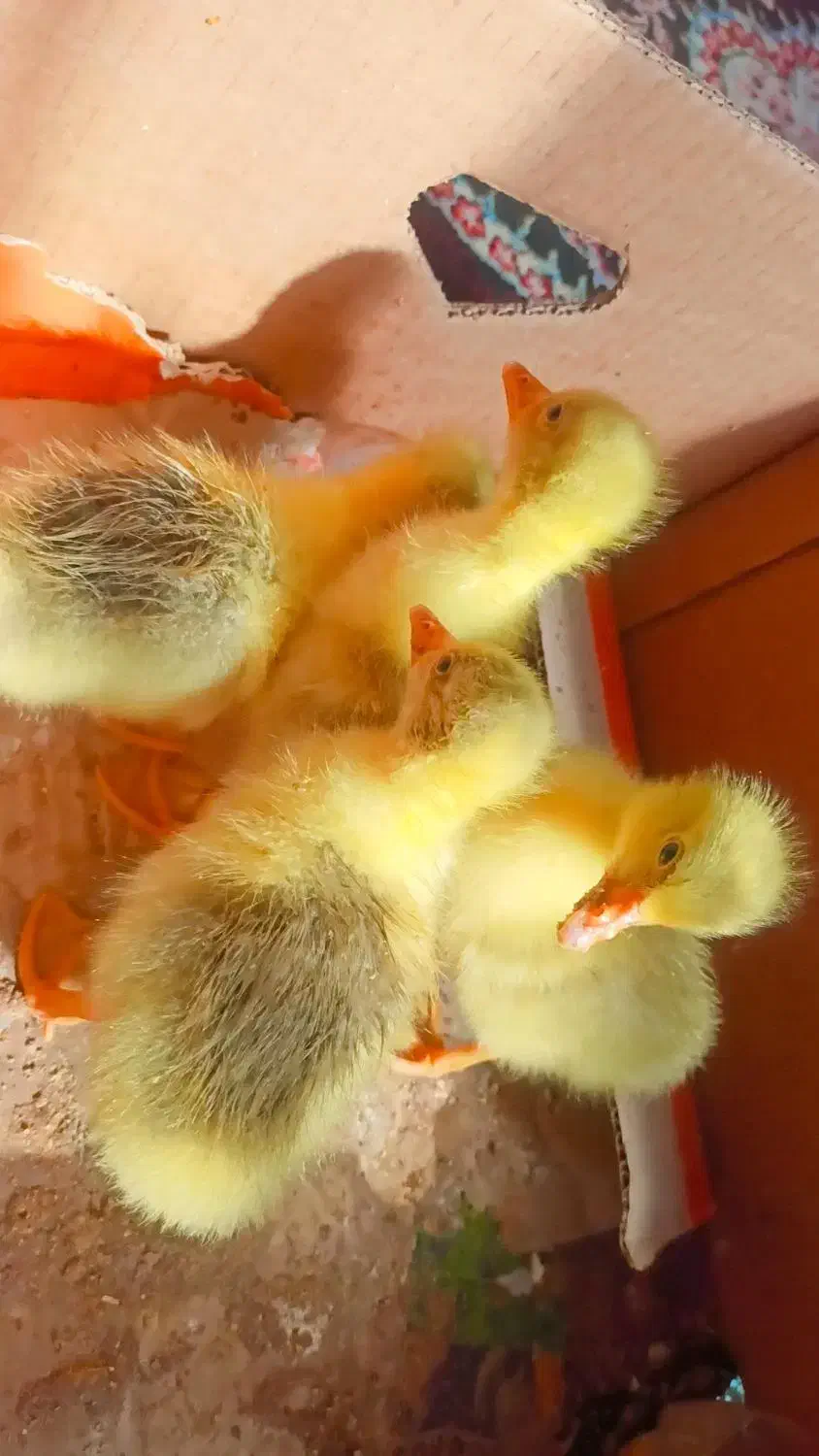 جوجه غاز|حیوانات مزرعه|یاسوج, |دیوار