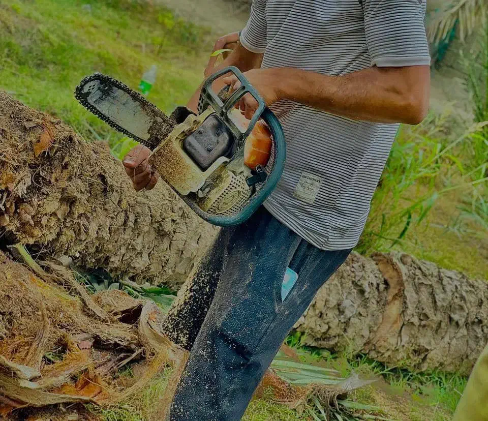 قطع درختان مزاحم|خدمات باغبانی و درختکاری|قشم, |دیوار