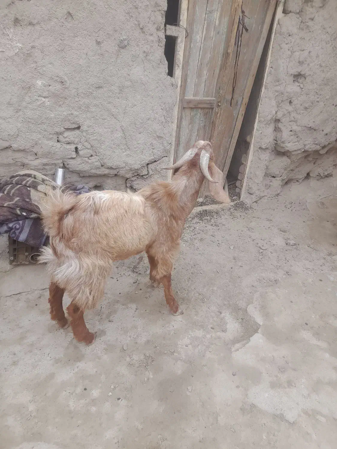 بز نر|حیوانات مزرعه|هامون, |دیوار