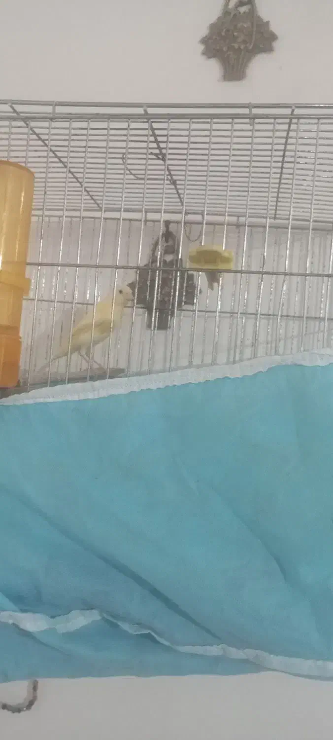 قناری نر|پرنده|کوهدشت, |دیوار