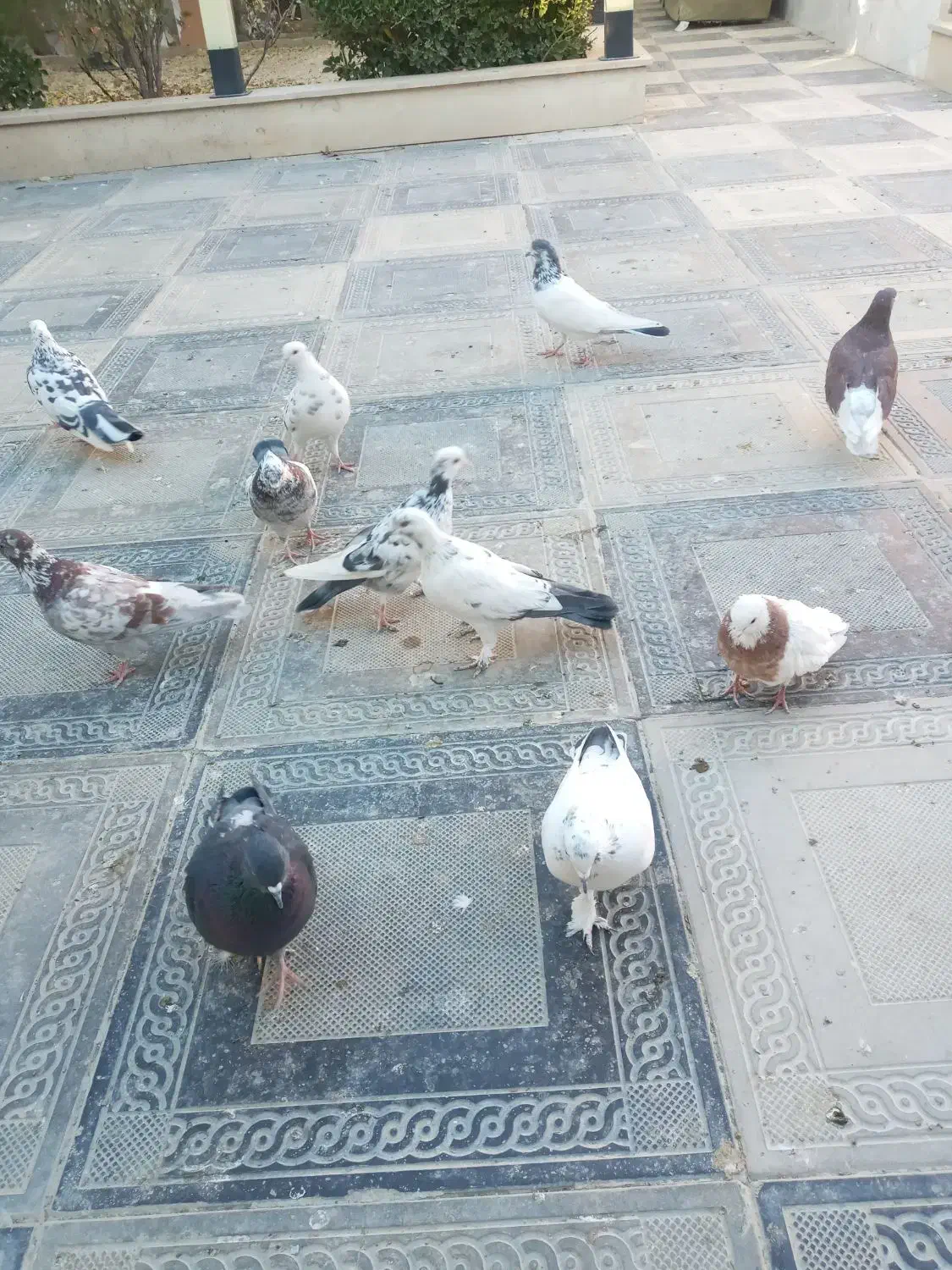 کفتر پرشی|پرنده|هشتگرد, تهران دشت|دیوار