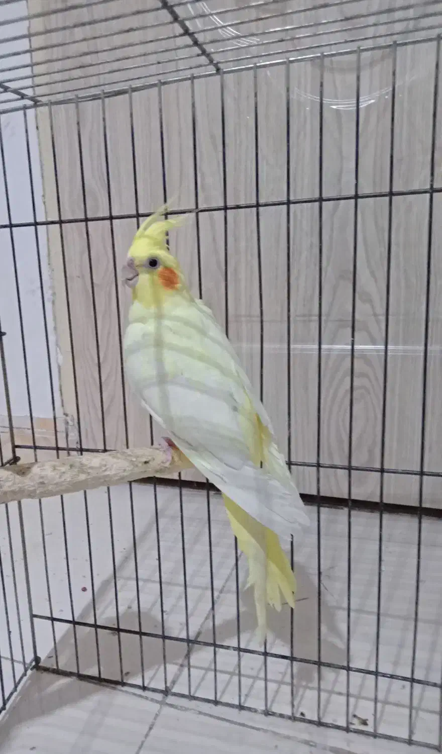 جفت عروس هلندی|پرنده|بندرعباس, |دیوار