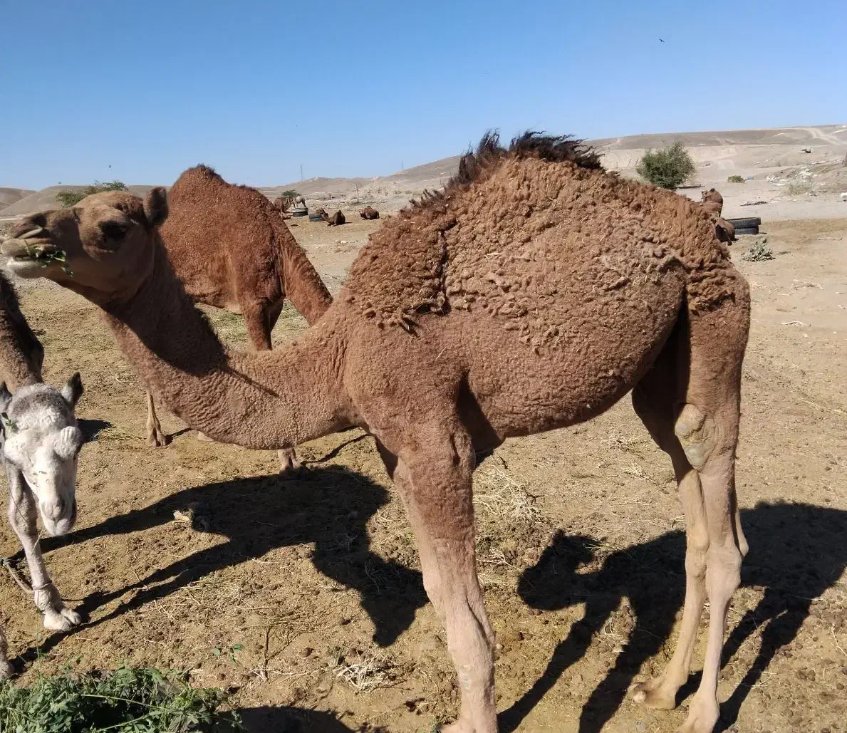شتر نر|حیوانات مزرعه|ایرانشهر, |دیوار