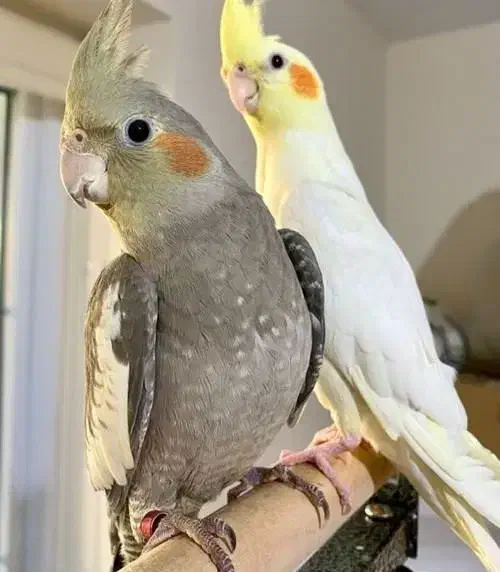 عروس هلندی ، جفت ، جوجه و تک بالغ|پرنده|شیروان (خراسان), |دیوار