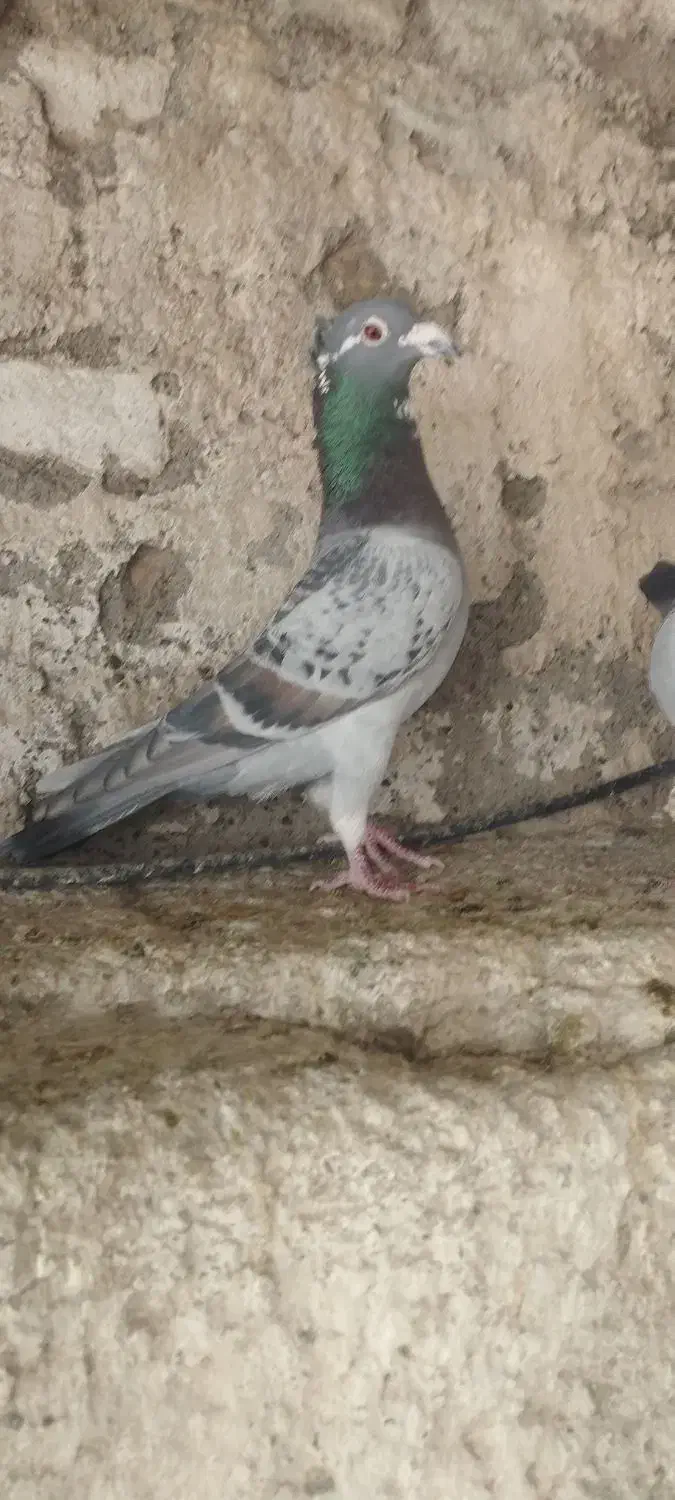 طاوسی کاکل|پرنده|شیراز, پودنک|دیوار