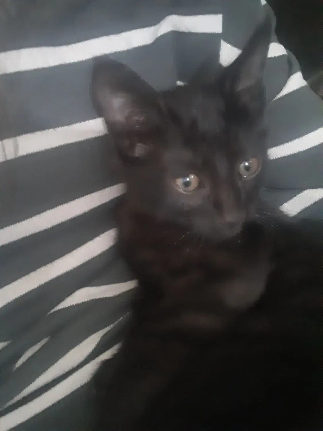 گربه رایگان|گربه|شیروان (خراسان), |دیوار