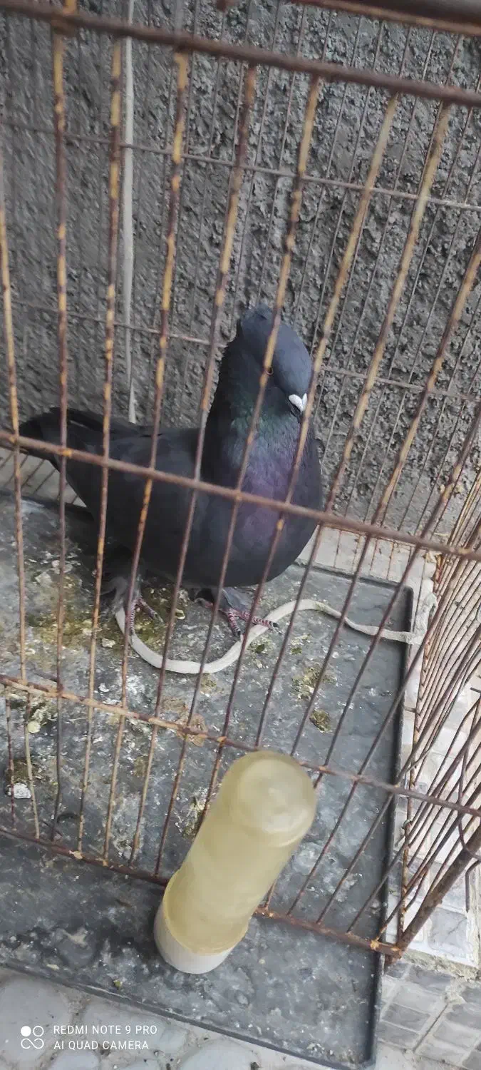 کبوتر خوشرنگ ماده|پرنده|دهدشت, |دیوار