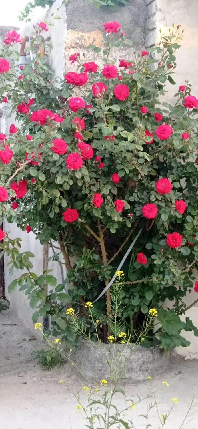 خانه ویلا|فروش خانه و ویلا|چناران, |دیوار