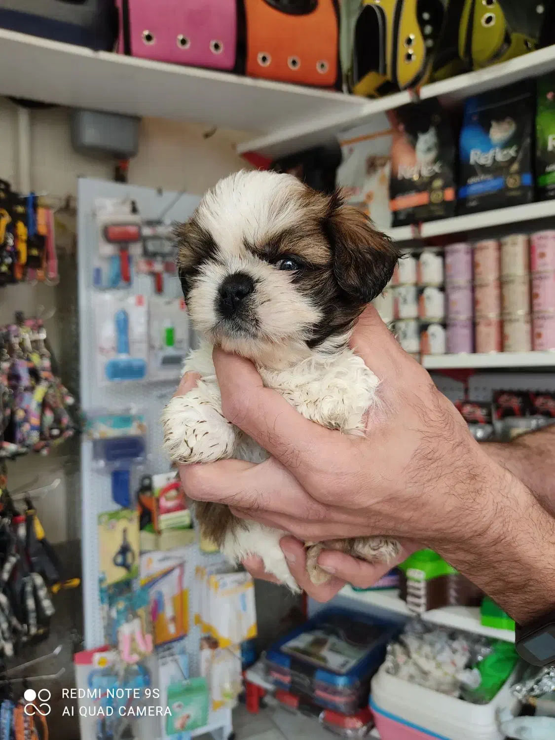 گربه پرشین اسکاتیش شیتزو|گربه|تبریز, |دیوار